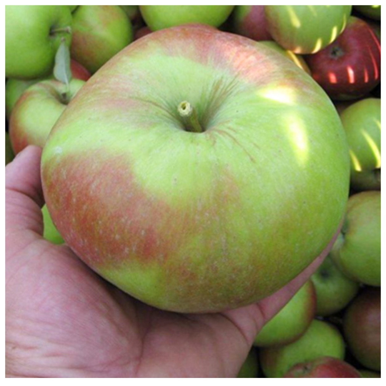 Сорт крупных яблок. Яблоня Лигол. Сорт яблони Лигол. Сорт Лигол. Лигол сорт яблок.